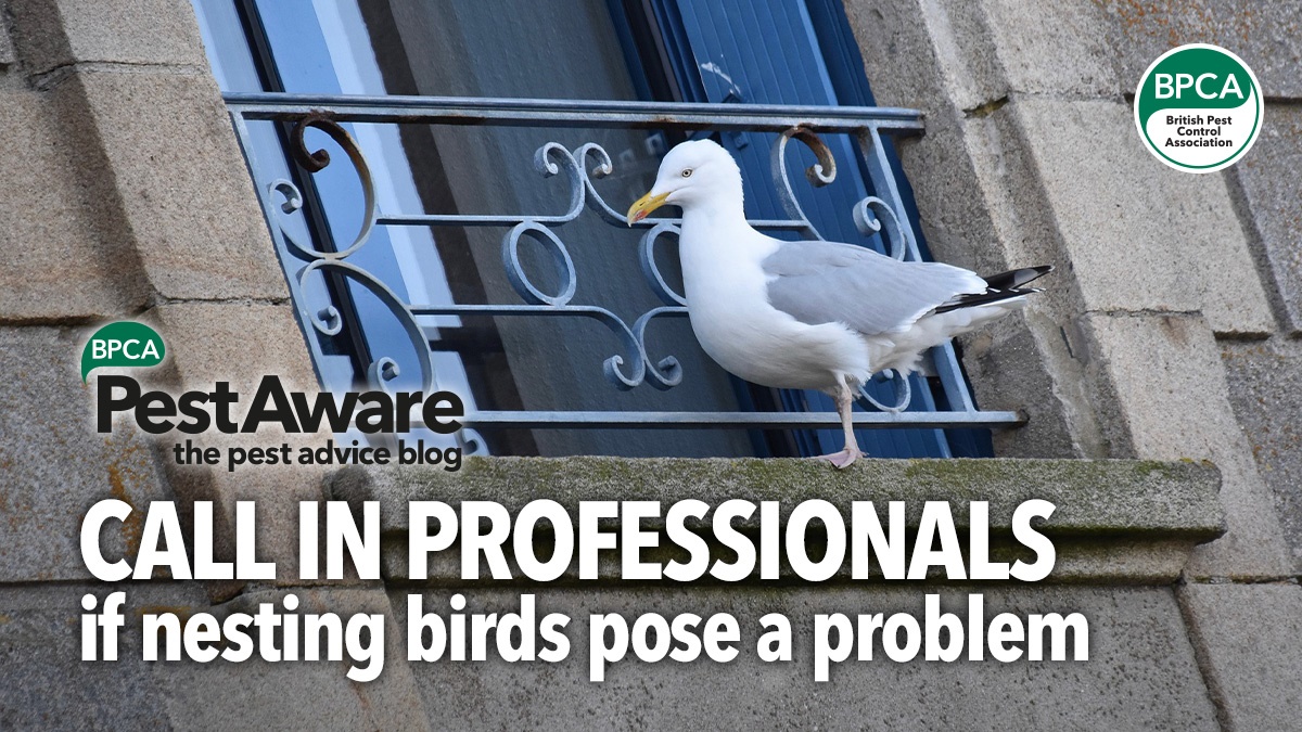 callprofessionalsnuisancebirds callprofessionalsnuisancebirds